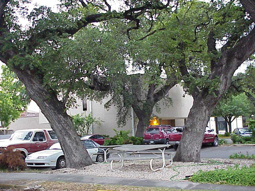 Ranger Oaks-recent